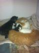 4 wunderschöne hauskatzen Babys abzugeben