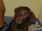 Junges Labrador Hündin , silber trägerin.