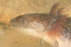 Axolotl, Ambystoma mexicanum
