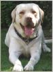 Blonder Labrador Deckrüde