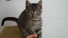 Hauskatze (Kater) zu verschenken plus Zubehör !!!! Erfurt