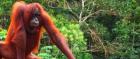 18 Tage BORNEO RUNDREISE