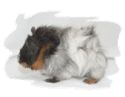 Rosettenmeerschweinchen reinrassig in rot,rotschimmel, buntschimmel und brindle