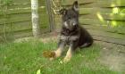 8 Wochen alter Schäferhund Welpe 
