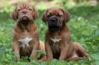 Bordeauxdoggen Welpen mit VDH-Papiere, Wurfankündigung
