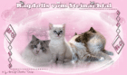 Ragdoll - Kitten in MINK und SOLID - August2021