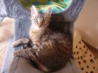 Suche Deckkater