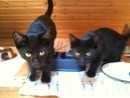 Schwarz-Weiß-getigerte-Main-Coon-Mix-Katerchen