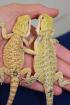 Extreme Hypo Citrus Bartagamen und Hypo Candycane Leatherback Bartagamen zu top 