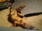 1,3 Leopardgeckos und 2 Terrarien abzugeben (auch einzeln)