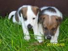 Foxterrierwelpen suchen ein neues Zuhause