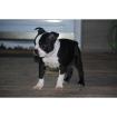 Boston Terrier Welpen !!! Boston Terrier Welpen
