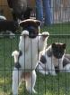 AMERICAN AKITA WELPEN mit VDH/FCI-Papieren !