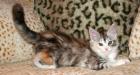 Maine Coon Baby (Hamburg)