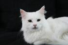 Türkisch-Angora Katze