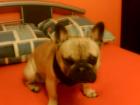 Gebe französische Bulldogge ab