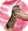  Wunderschöne Bengal-Kitten