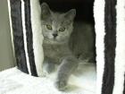 ACHTUNG SÜSSE KARTÄUSER KITTEN ABZUGEBEN!