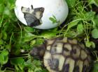 Griech. Landschildkröten THB naturnahe Zucht