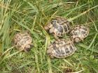 Griechische Landschildkröten abzugeben