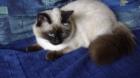 Heilige Birma-Thai Kitten