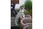  wunderschöne Siberian Husky Welpen mit Stammbaum