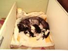 Katzenbabys