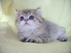 Wunderschöne Exotic Shorthair Kater golden m Stammbaum Durchgeimpft lieb u versc