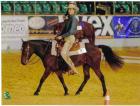 Westernreitunterricht und Beritt