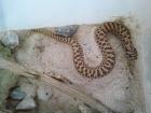 Heterodon nasicus & Anery. Gongylophis colubrinus abzugeben