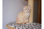 Süßer BKH Kater 13 Wochen alt in der Farbe Creme