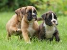 Boxerwelpen, traumhaft schön, sehr lebhaft, aus VDH/ BK Leistungszucht