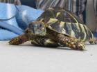 Testudo hermanni hermanni mit Papieren