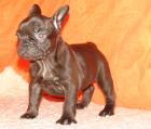 FRANZÖSISCHE BULLDOGGEN in SCHOCO m. Papieren 