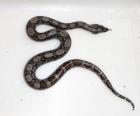 Belizeboa - Boa constrictor imperator Belize Crawl Cay 