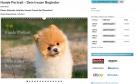 Kalender2021 Planer Hunde Portrait - Dein treuer Begleiter