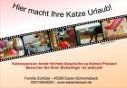 Katzenpension Nrw Rommerskirchen mit Webcam!