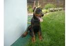 Schöne reinrassige Dobermannwelpen mit Papieren... suchen noch ein neues und lie