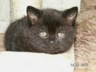 BKH / Kartäuser Kitten