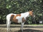 6-jährige Ponyscheckstute zu verkaufen