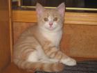 BRITISCH KURZHAAR - KARTÄUSER KATER 160 EURO
