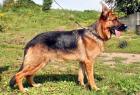 Schäferhund Rüde, 11 Monate