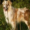 Hübscher Australian Shepherd Deckrüde