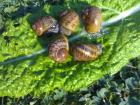 Weinbergschnecken