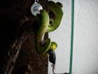 Baumpython, weibl. Morelia-viridis -BIAK- WF vom 04.11, auch Tausch möglich