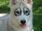 Siberian Husky Welpe 14 Wo mit FCI/VDH/DCNH-Papieren