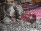 Kleiner Chihuahua Mischling sucht neues zu Hause