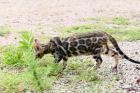 Reinrassige Bengal Kitten