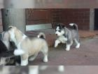 Bezaubernde Siberian Husky Welpen