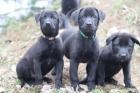 Labrador Mix Welpen